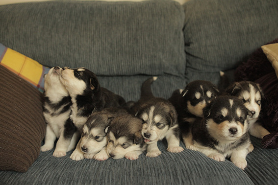 cachorros husky siberiano