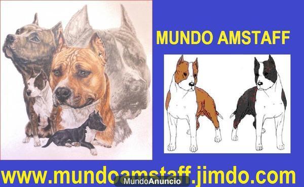 CAMADA DE AMERICAN STAFFORDSHIRE TERRIER