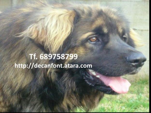 Cria selectiva del Leonberger