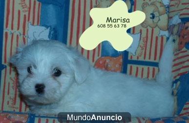 Tu Bichon maltes La mejor oportunidad