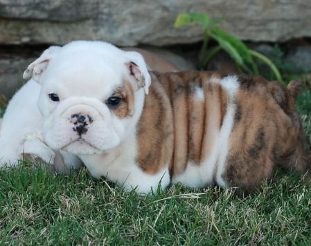 Atractivo Cachorros De Bulldog Inglés