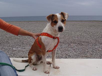 BALTO, perrito de 1 año de tamaño-pequeño mediano que le gusta hacer ejercicio