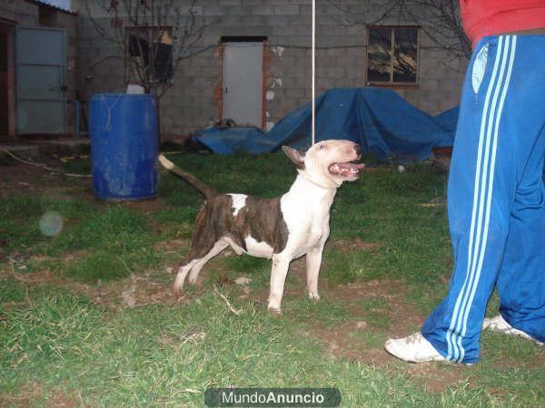 bull terrier para montas