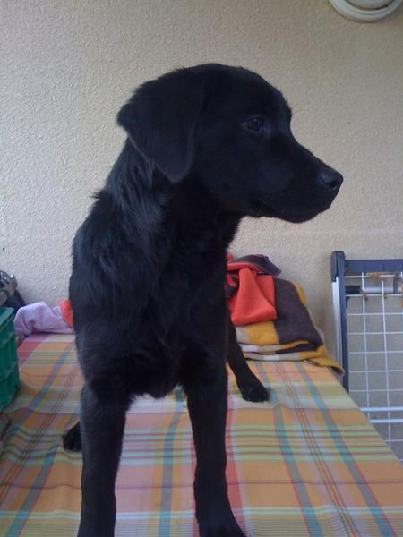 cachorro de labrador negra