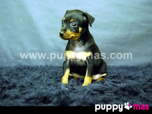 Cachorros de Mini Pinscher - Máxima calidad