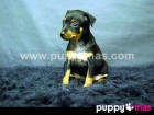 Cachorros de Mini Pinscher - Máxima calidad - mejor precio | unprecio.es