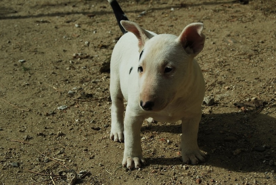 Ejemplares Bullterrier, calidad asegurada