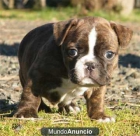 Excelente camada Bulldog Frances - mejor precio | unprecio.es