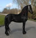 PRECIOSO CABALLO FRISON