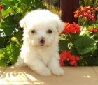 Preciosos Cachorros de Bichon Maltes en Oferta - mejor precio | unprecio.es