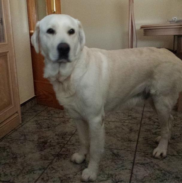 Se busca hembra labrador para monta