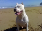 AMERICAN STAFFORDSHIRE TERRIER para montas - mejor precio | unprecio.es