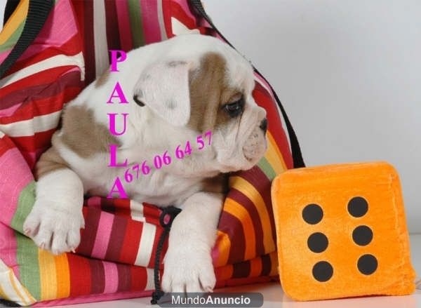 Cachorros de Bulldog ingles, muy buen precio