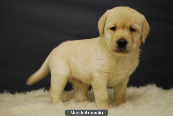 Cachorros de Labrador de Calidad