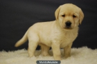 Cachorros de Labrador de Calidad - mejor precio | unprecio.es