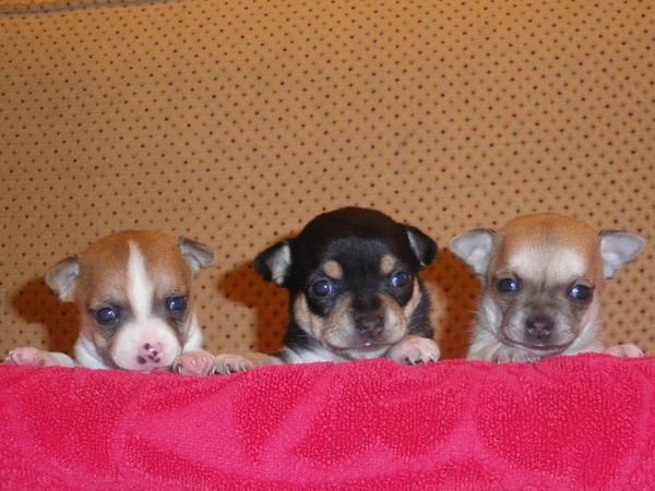 EXCELENTE CAMADA DE CHIHUAHUAS DE PELO CORTO