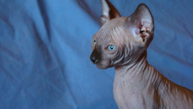 Gatos sphynx