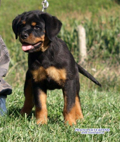 Impresionantes Cachorros de Rottweiler