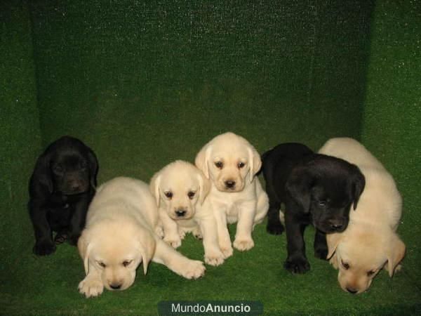 LABRADORES PRECIOSOS NEGROS 190 EUROS :) Y DORADOS 250 EUROS :)