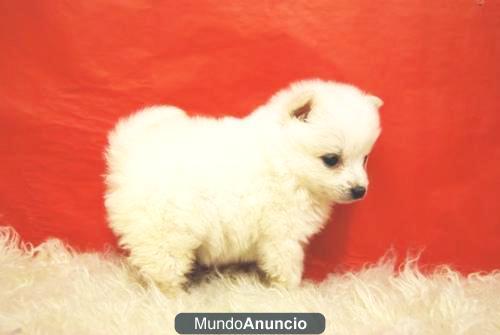 Pomerania de calidad listos para entregar machos y hembras.