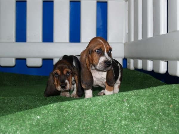 Preciosos Basset hound, cachorros de dos meses