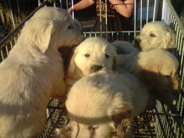 ULTIMOS GOLDEN RETRIEVER REBAJADISIMOS CON PEDIGREE