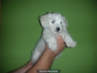 Bichon maltes - mejor precio | unprecio.es