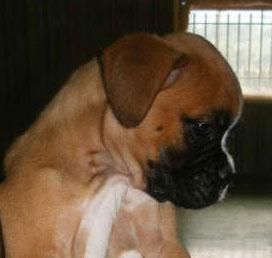 Boxer, increíbles cachorros de Pura Raza