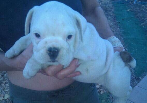 BULLDOG INGLES HEMBRA. LINEA CH. USA JAYLOU´S GRANDE. EXCLUSIVOS! GARANTIAS