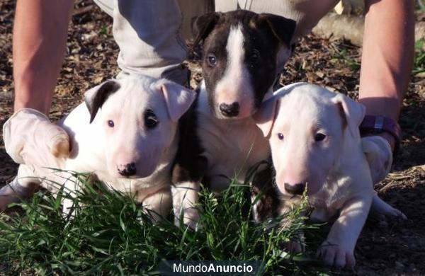 Cachorros Bull Terrier