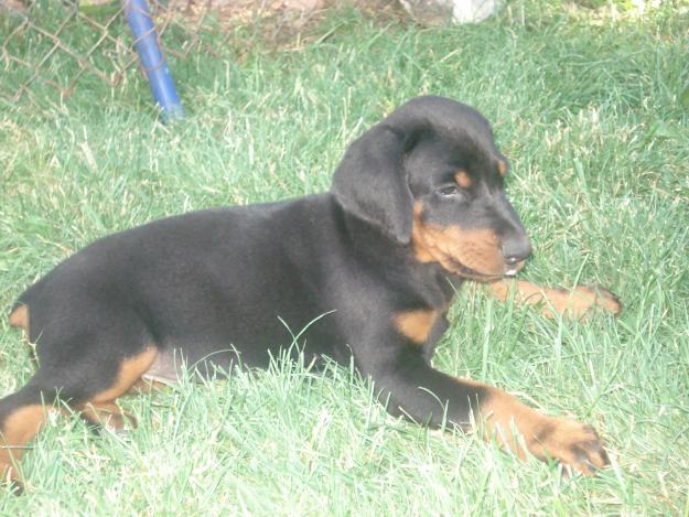 CACHORROS DE DOBERMANN