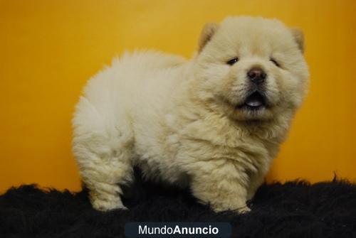 chow chow, maravillosos ejemplares en venta