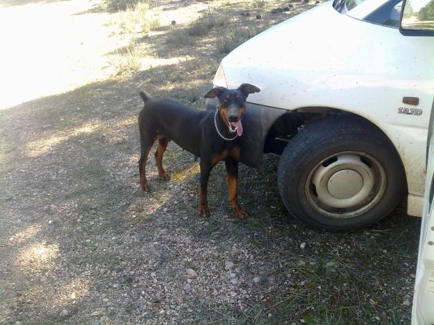 Hembra doberman