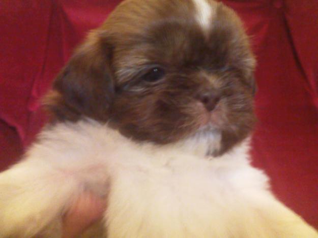 preciosos shih tzu muy bien de precio