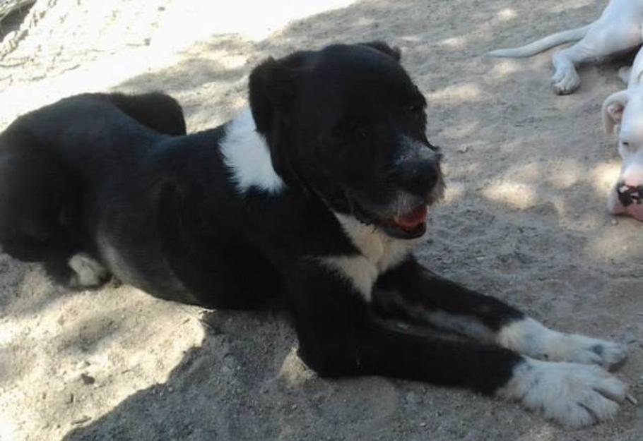 Igor mestizo en adopción