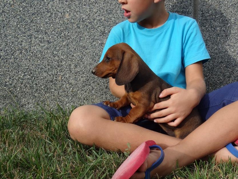 Cachorrita teckel estandar pelo corto.