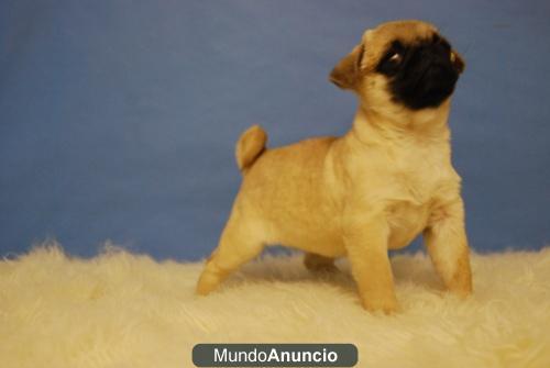 Cachorros de Carlinos Pug Con 2 Meses Listos Para entregar