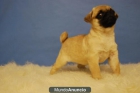 Cachorros de Carlinos Pug Con 2 Meses Listos Para entregar - mejor precio | unprecio.es