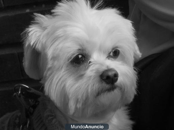 cachorrs de bichon maltes criados en casa