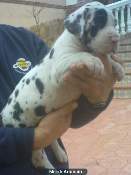 EXCELENTES CACHORROS DE DOGO ALEMAN