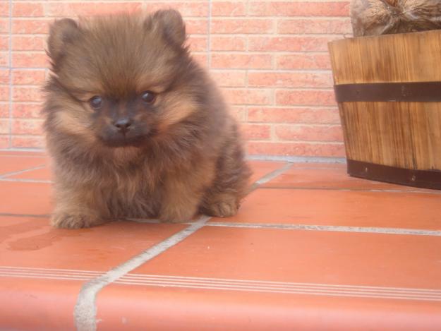 OPORTUNIDAD , UNA GANGA, QUEDAN DOS CACHORRAS DE POMERANIA CON PEDIGREE