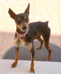 Pinscher jovencito en adopcion