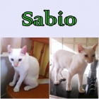 SABIO, el gato que enamora. - mejor precio | unprecio.es