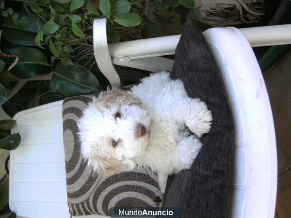 VENDO CACHORROS DE AGUA TURCO ESPAÑOL