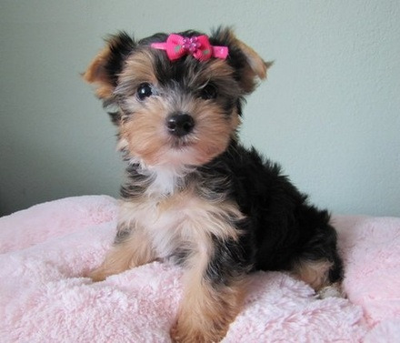 Yorkshire Terrier