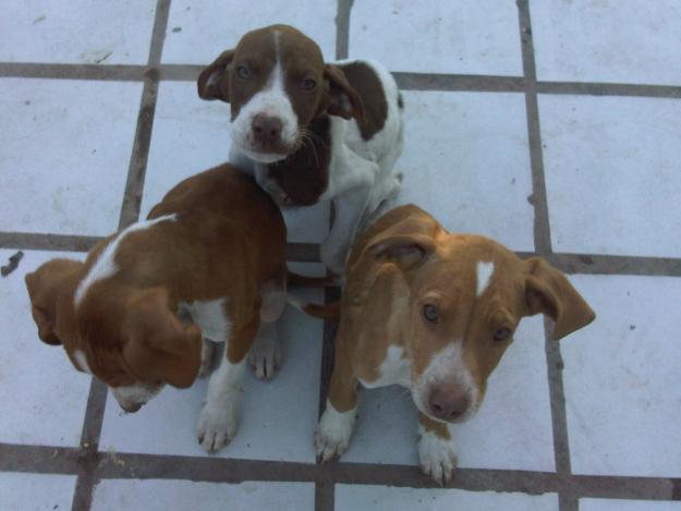 Bracos cachorritos en adopcion