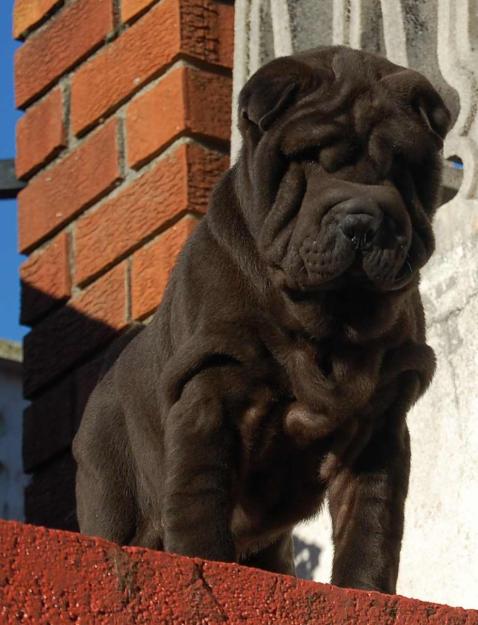 cachorrito shar pei negro silver, un osito muy arrugado