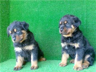 Cachorros Rottweiler