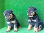 Cachorros Rottweiler - mejor precio | unprecio.es