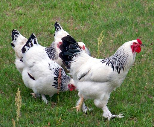 Gallinas Brahma Gigante Blanca Armiñada